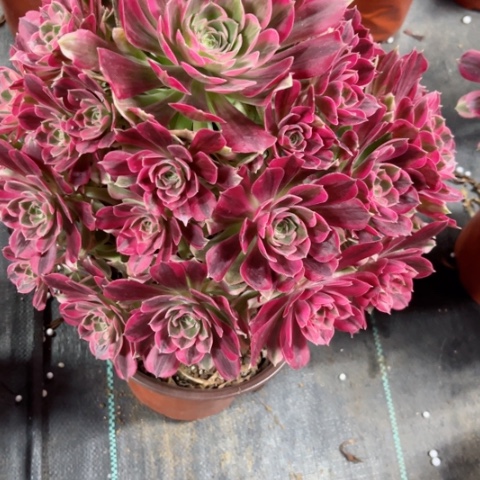 多肉植物男神锦。