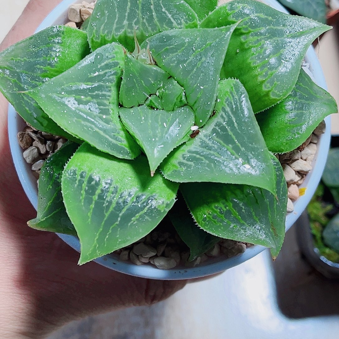 武寿精品十二卷植物