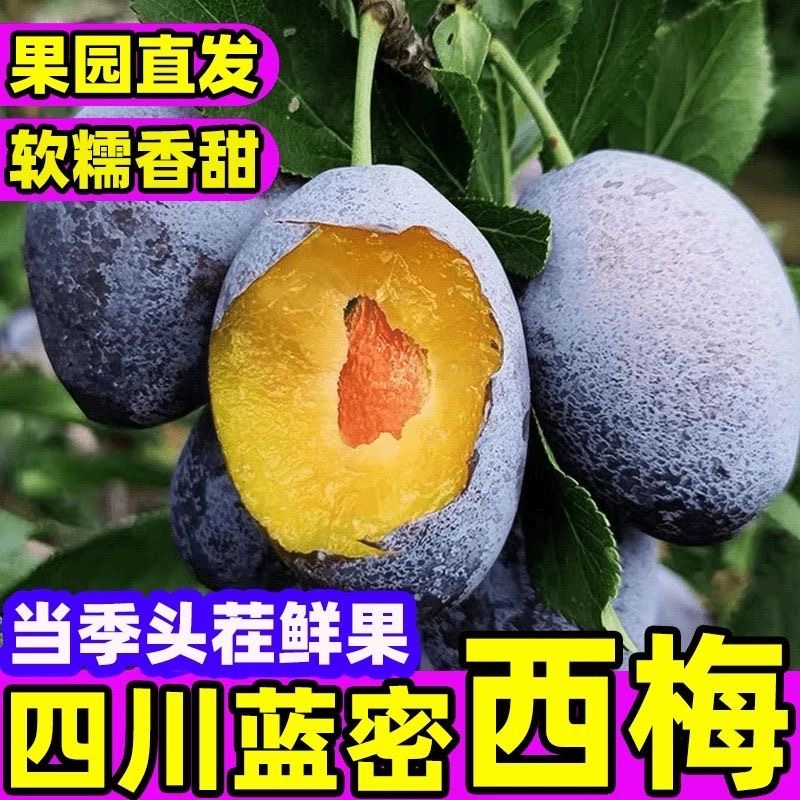 新鲜四川高山蓝蜜大西梅新鲜黄肉西梅现摘脆甜多汁应季水果