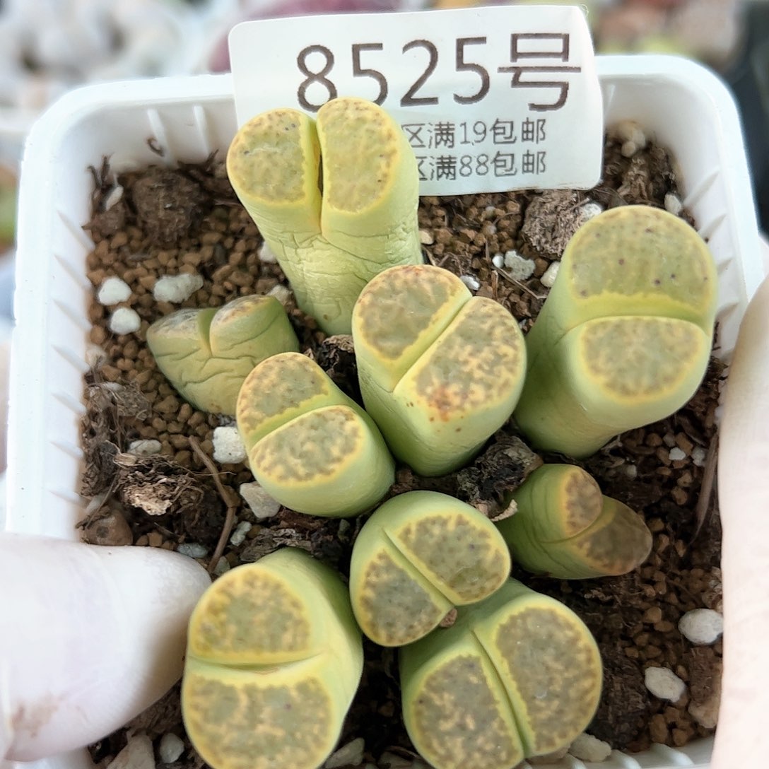 好养易活生石花大母本8525