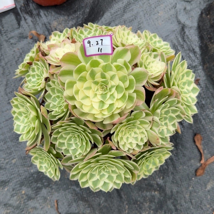 海王多肉植物绿植11
