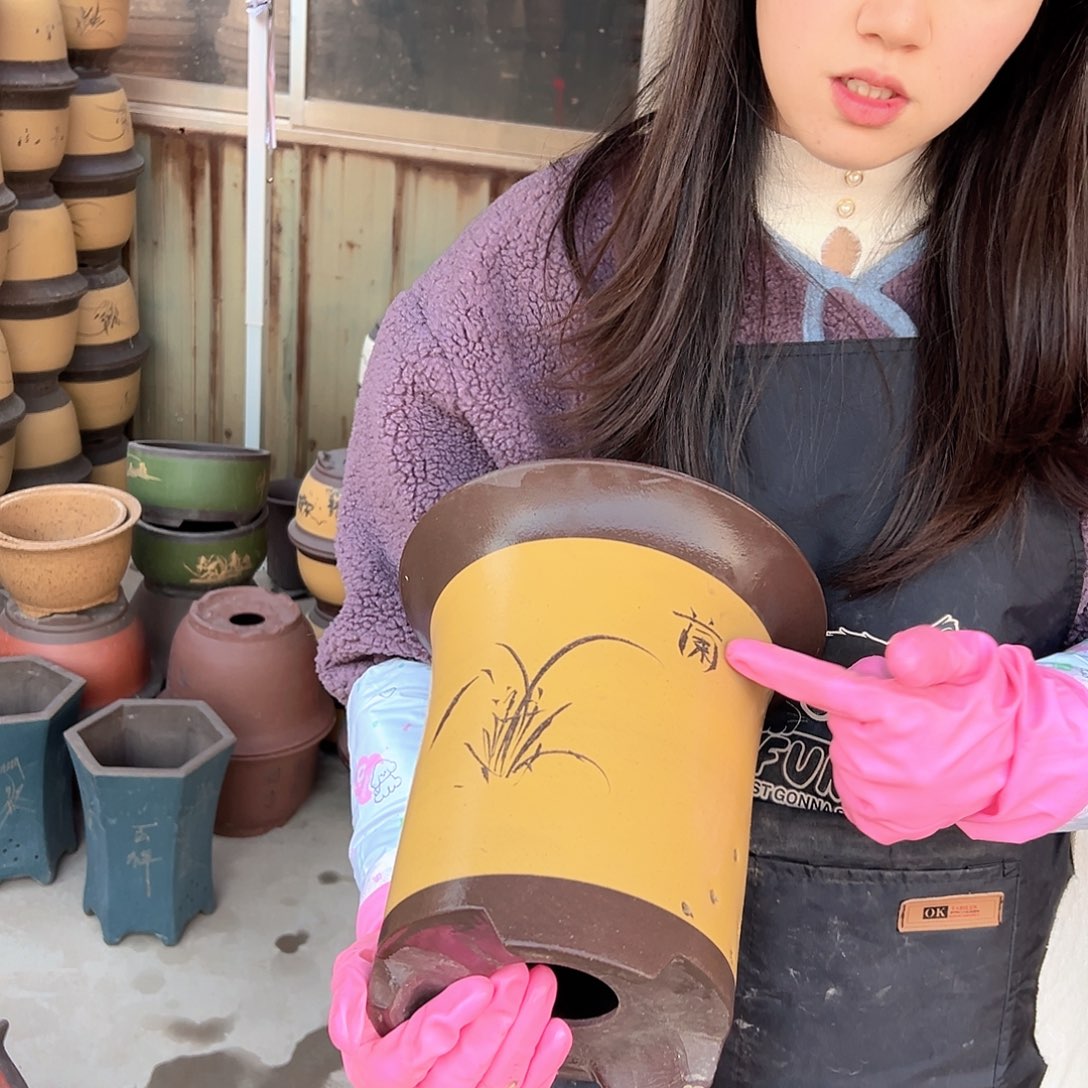 23黄色兰花盆花盆花盆花盆