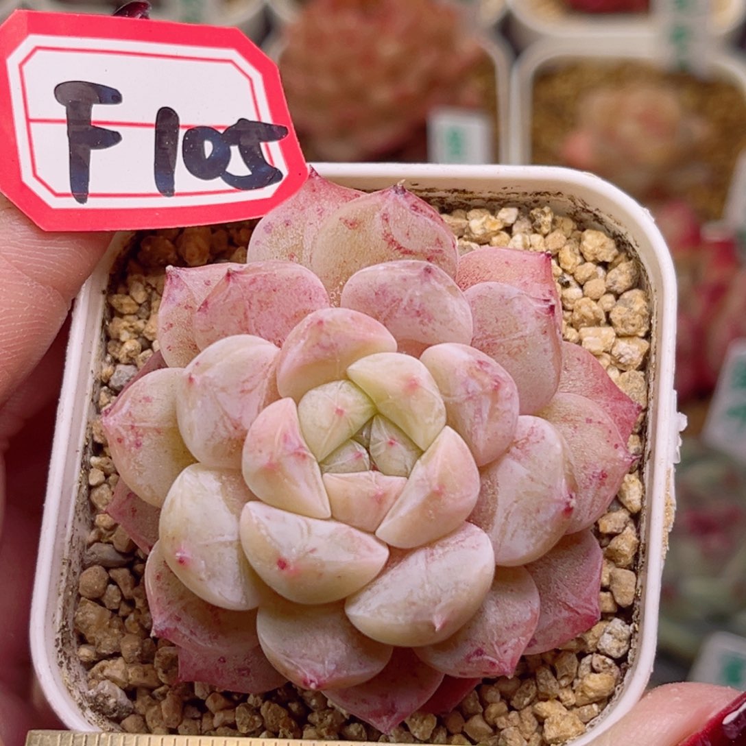 F105一物一拍 杏花村