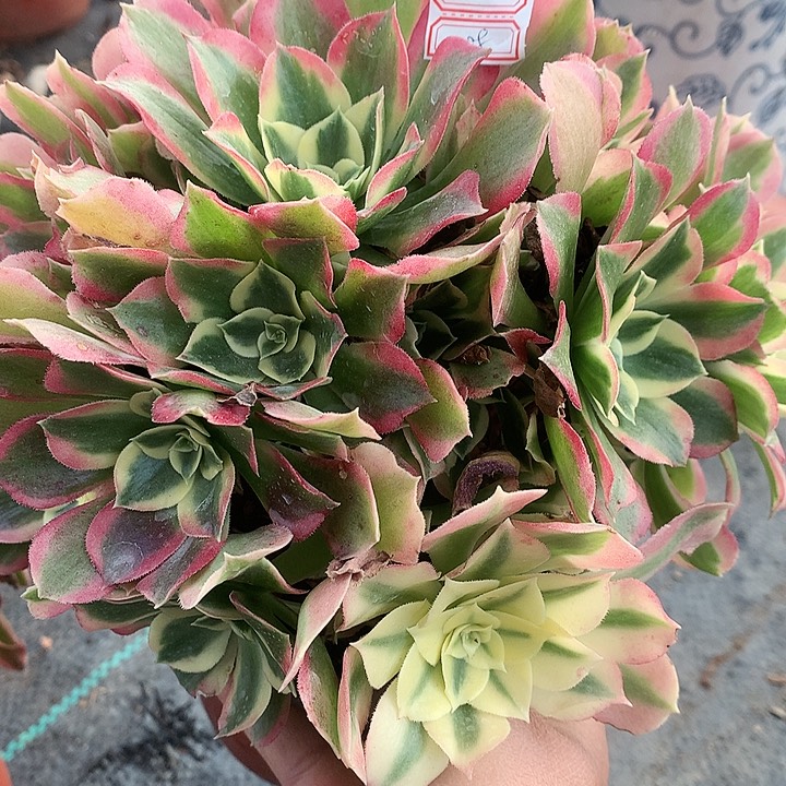 108白凤多肉植物