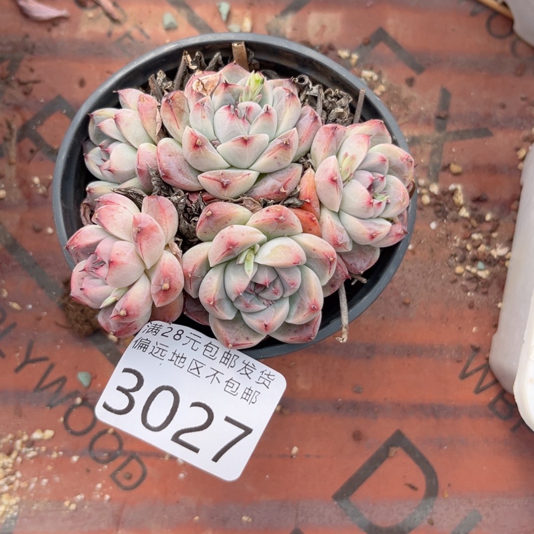 3027；g d g cv b b