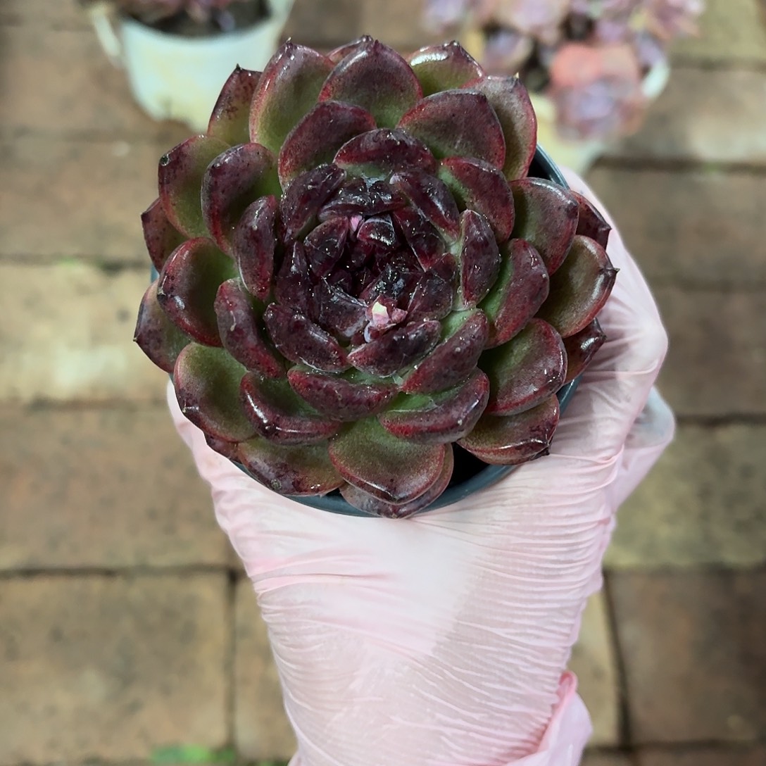 ****玹重庆森林新品多肉一物一拍