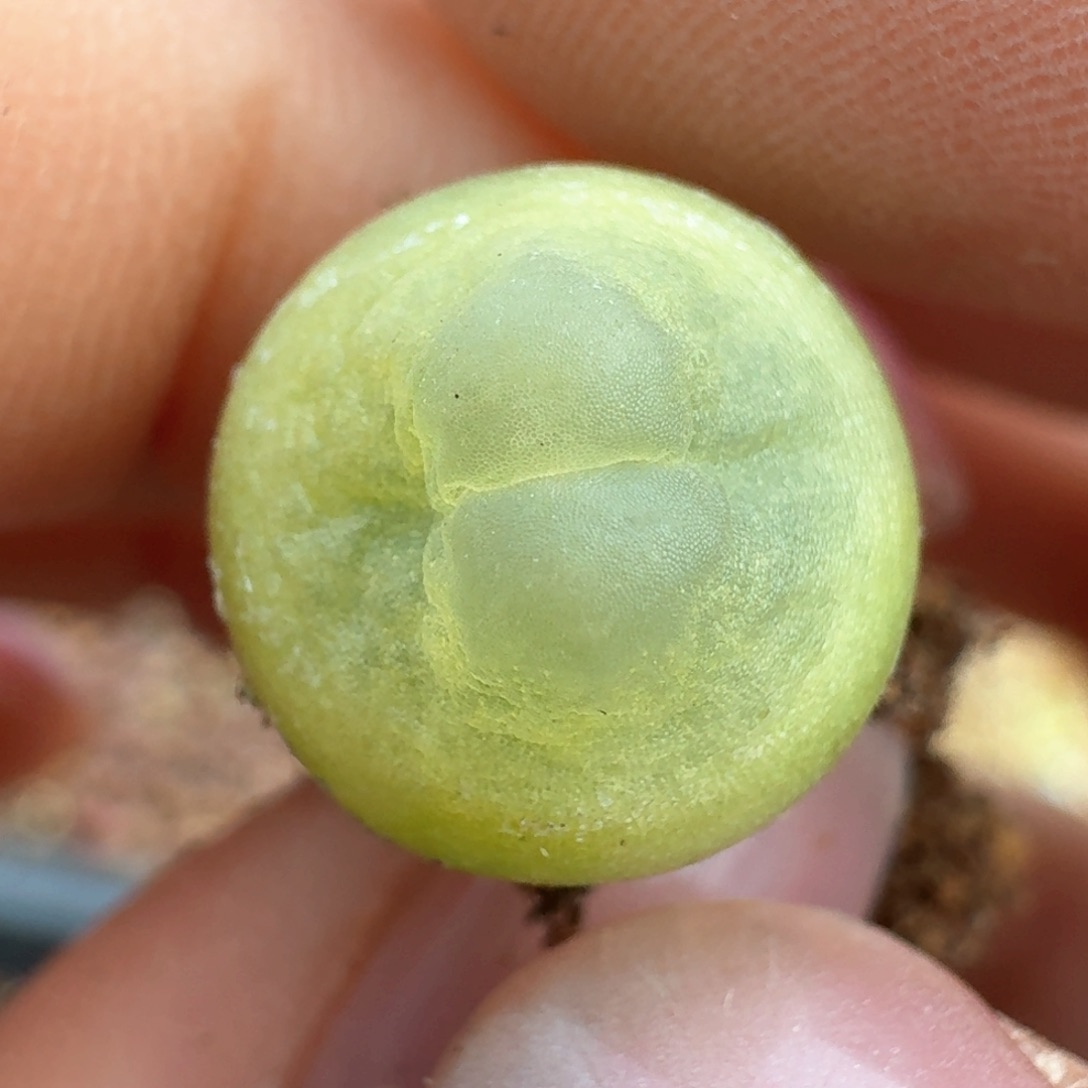 134拉拉福利出0000000