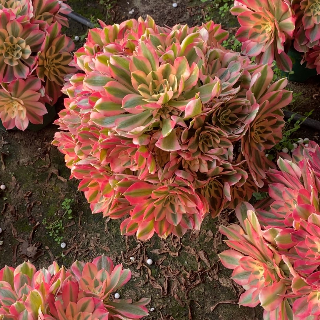 粉女巫1738号多肉多肉