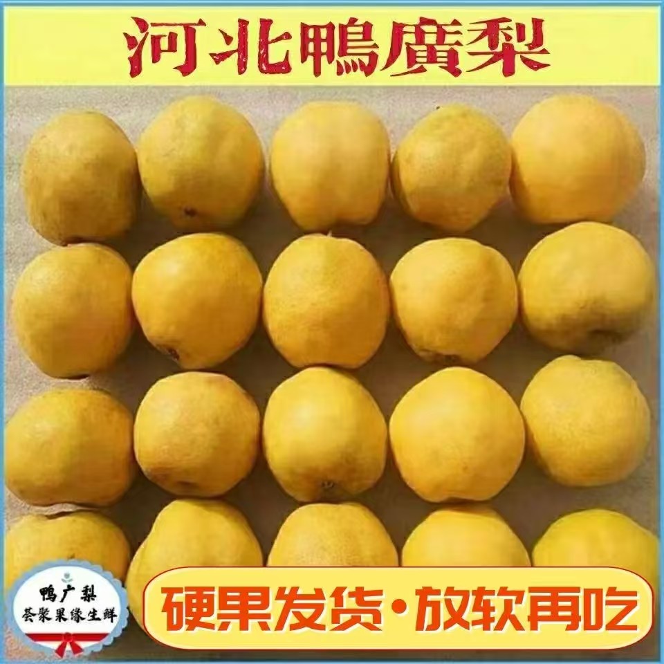 当季鸭广梨渣子梨疙瘩梨鸭儿广梨鸭梨广新鲜水果5斤整箱产地直发
