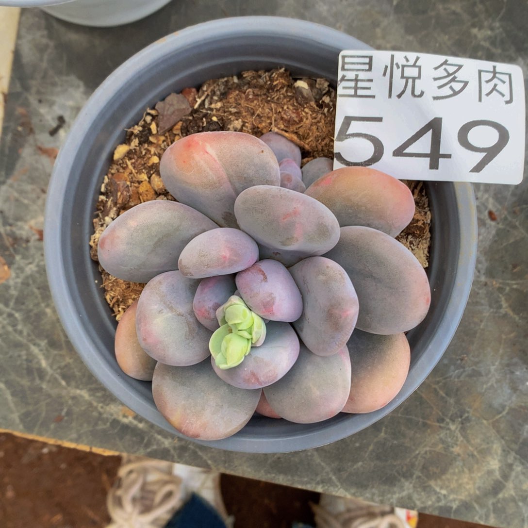 星悅多肉 大香水549