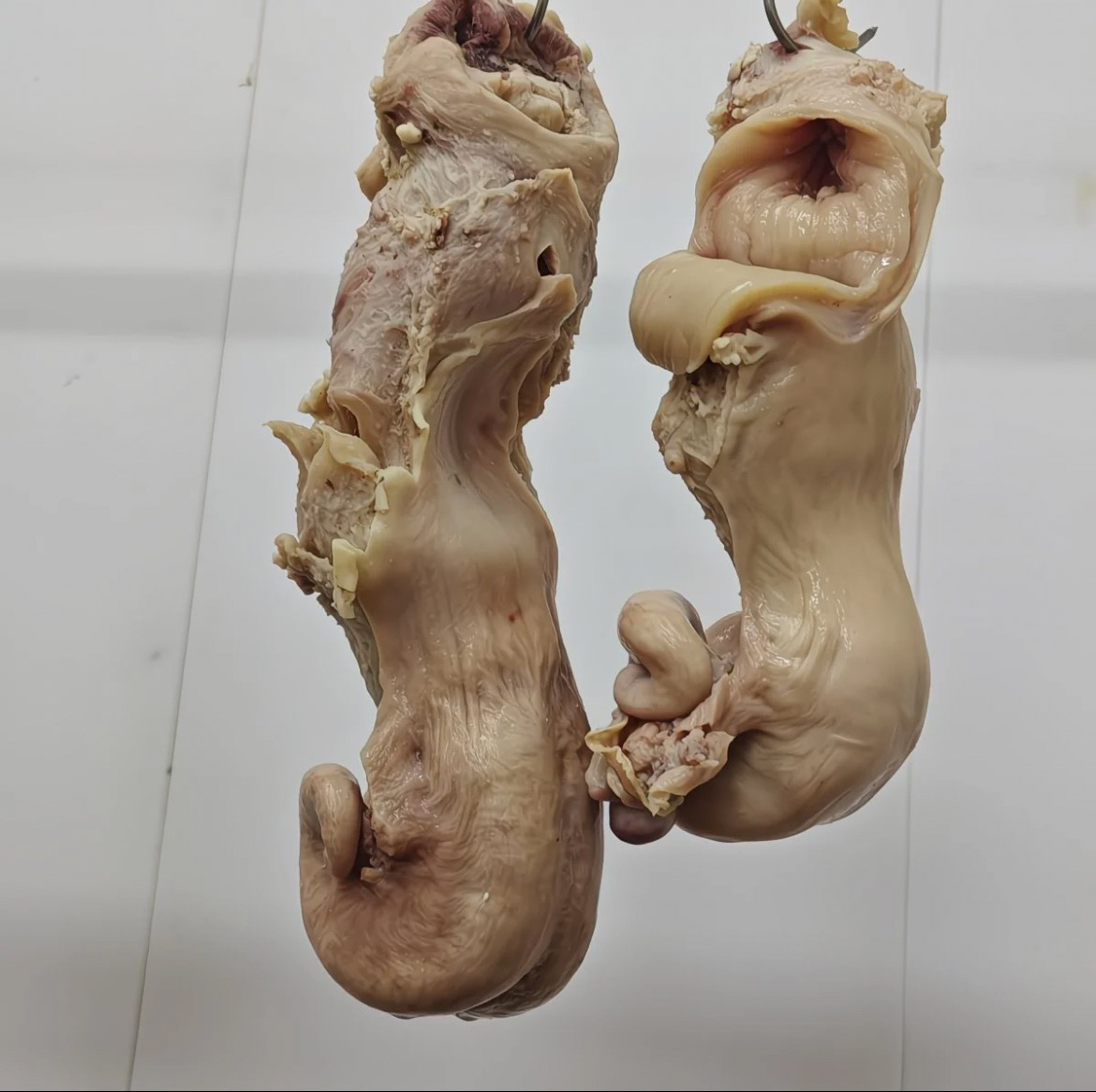 【黄牛牛碗口】牛欢喜3斤生鲜滋补汤食材 美味十足冷脸发货