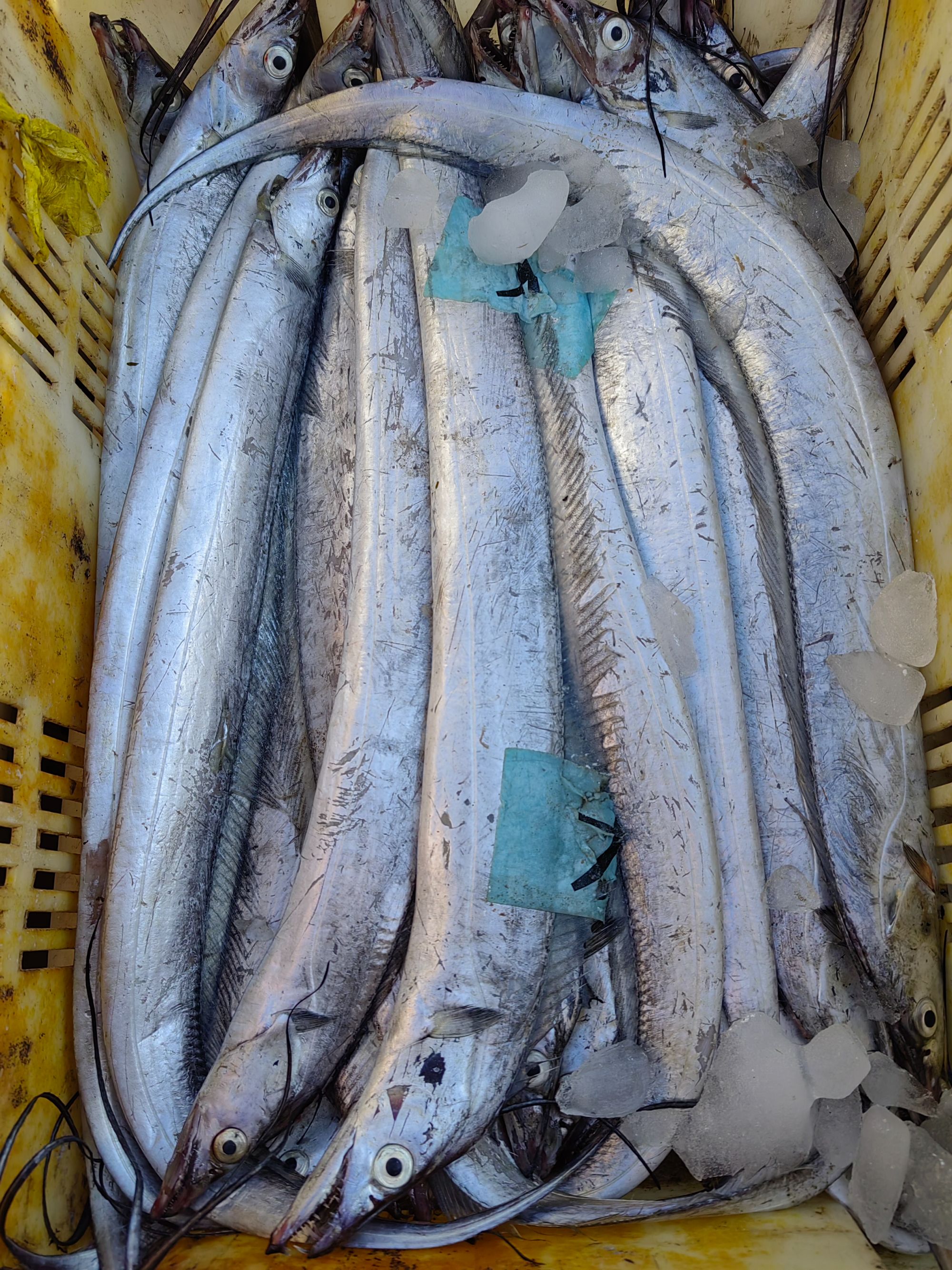 青岛野生海捕小眼油带，4-5两/条，4斤9-10条，黑眼睛无骨结