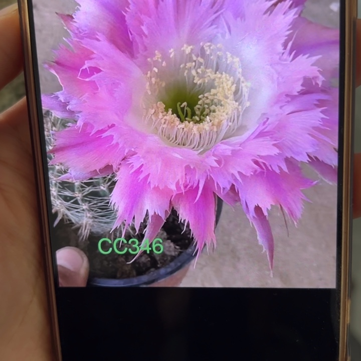 无花朵仙人球侧芽歪cc346