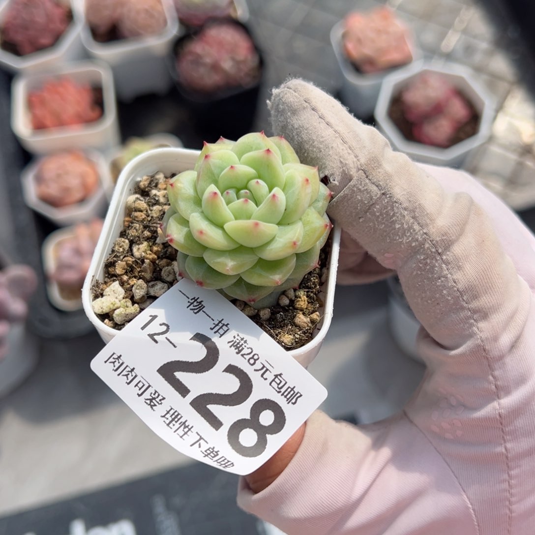 筠*寒菲单头多肉单头多肉