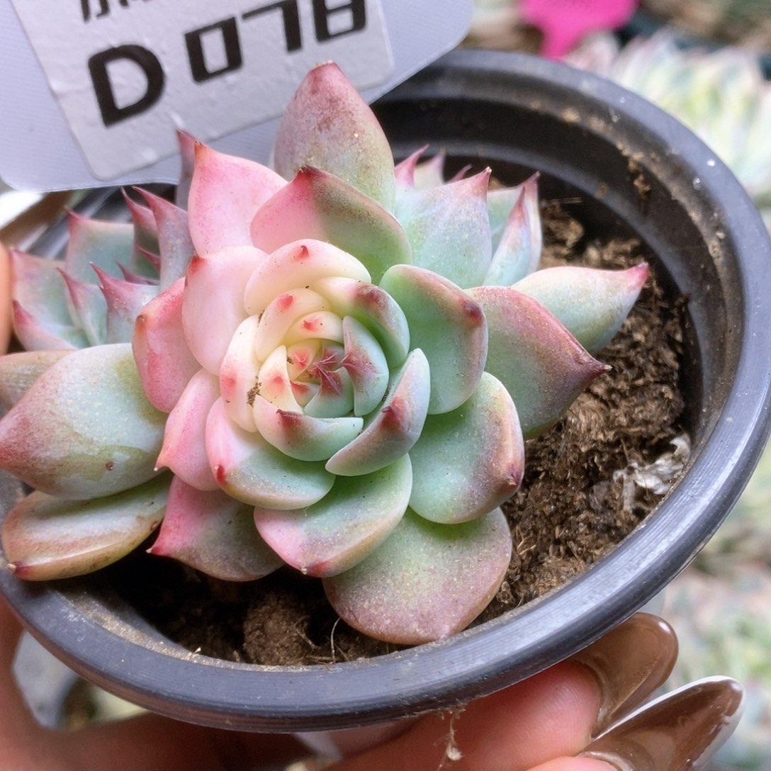 078锦锦锦锦锦锦锦锦