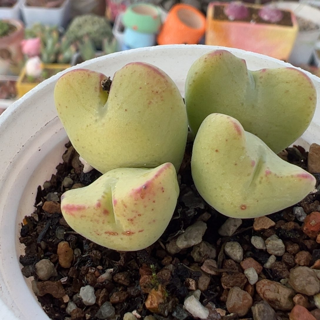 752多肉植物百科