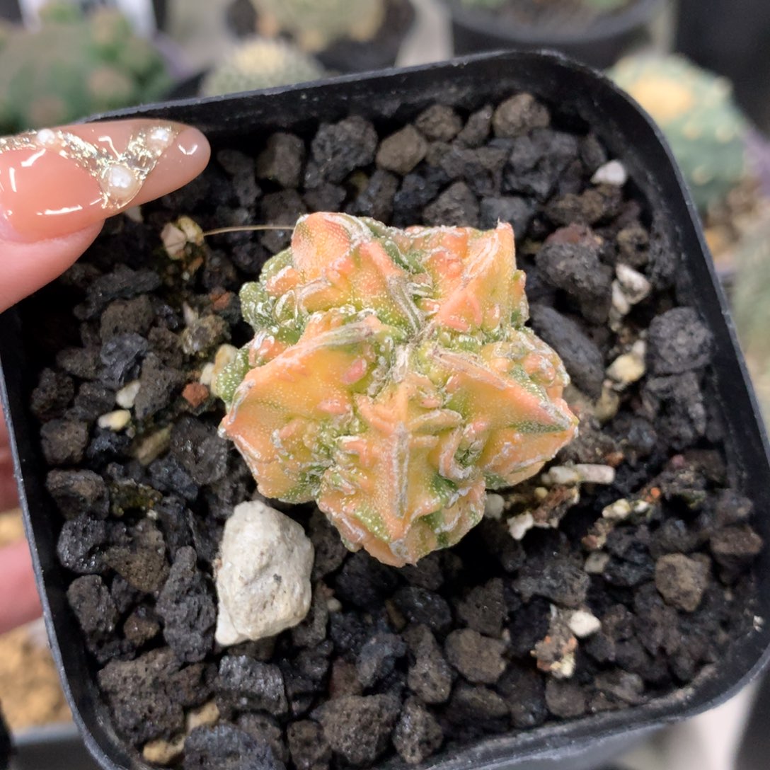 实生仙人球仙人球仙人球仙人球