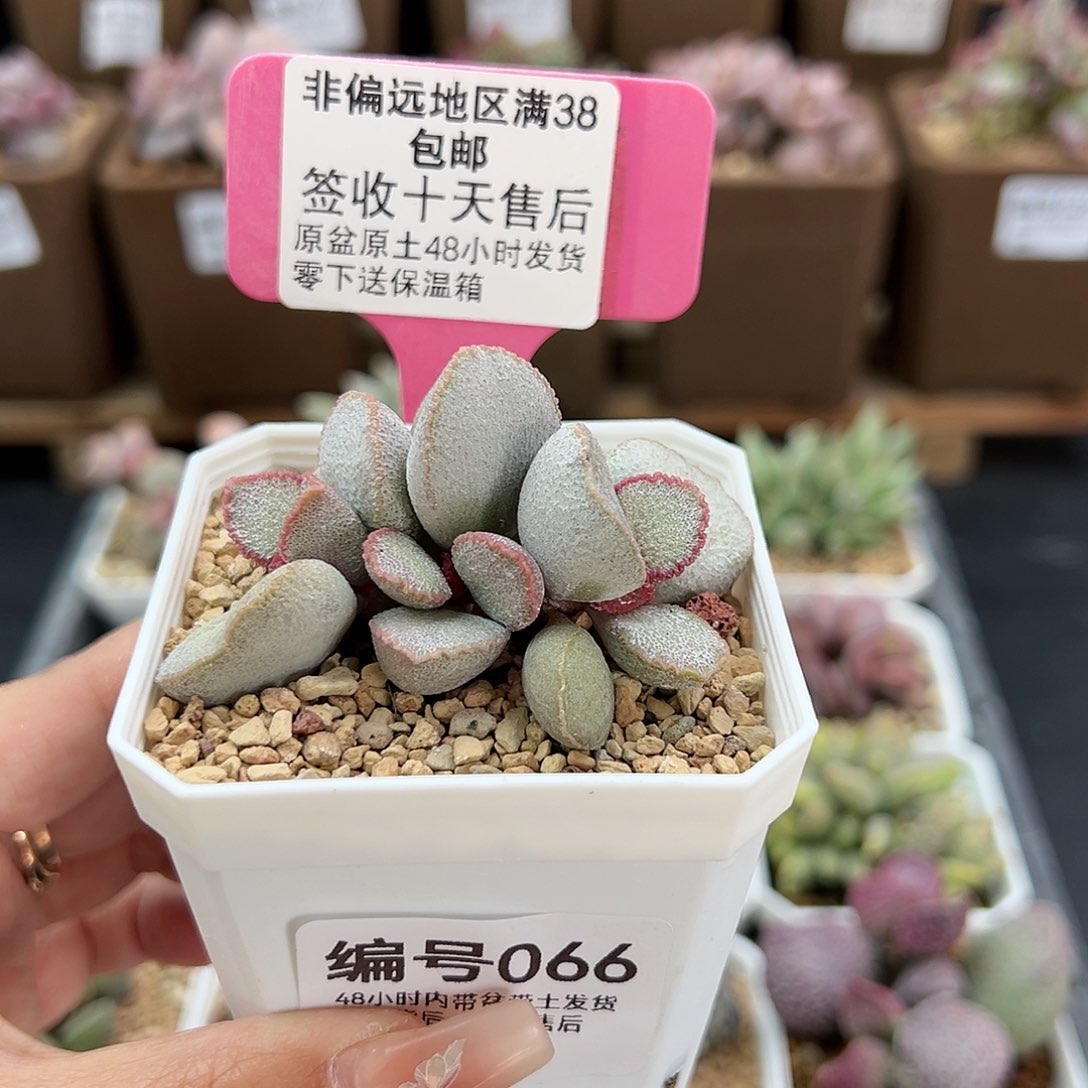 066磨砂蛋900号多肉植物