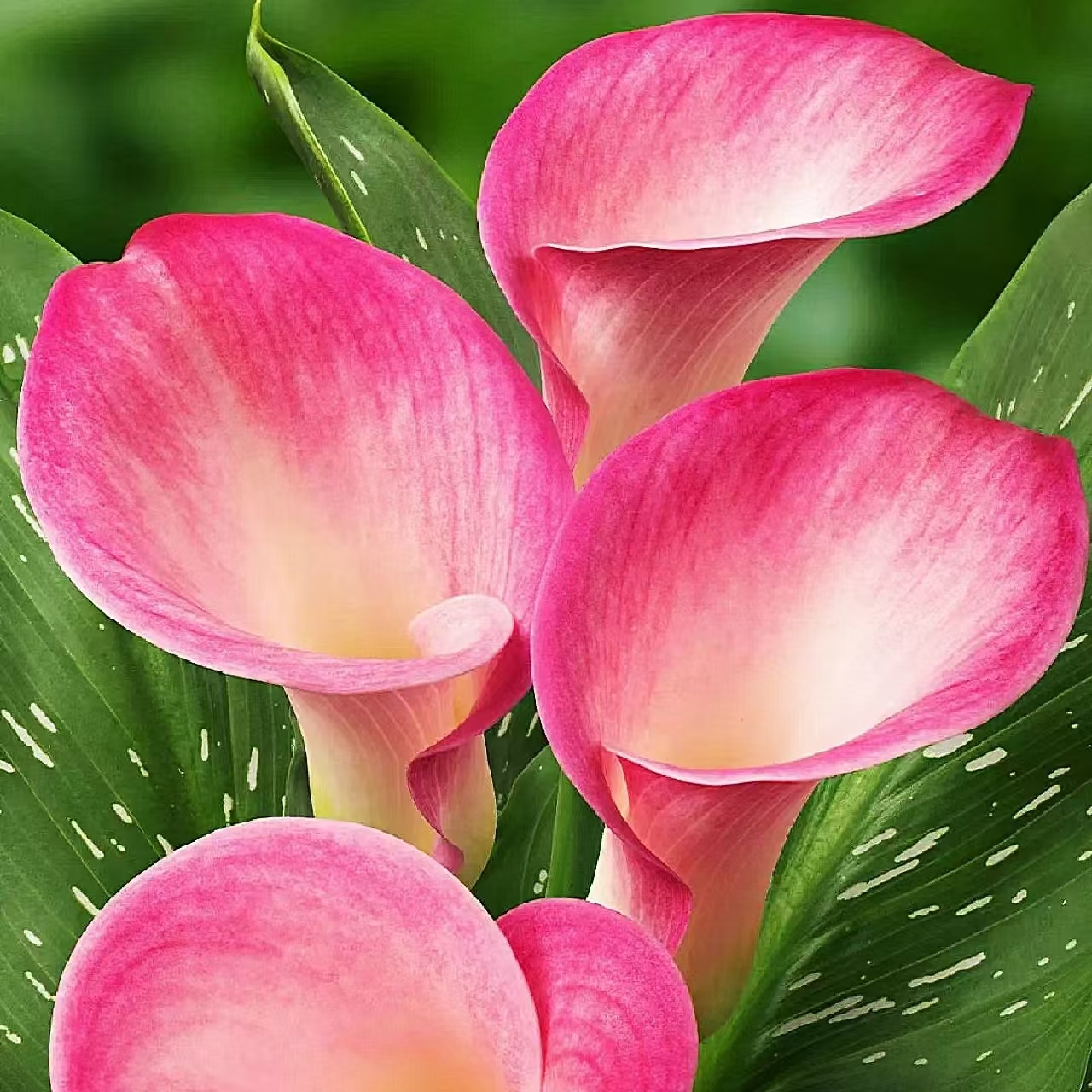 【马蹄莲】花卉盆栽室内植物