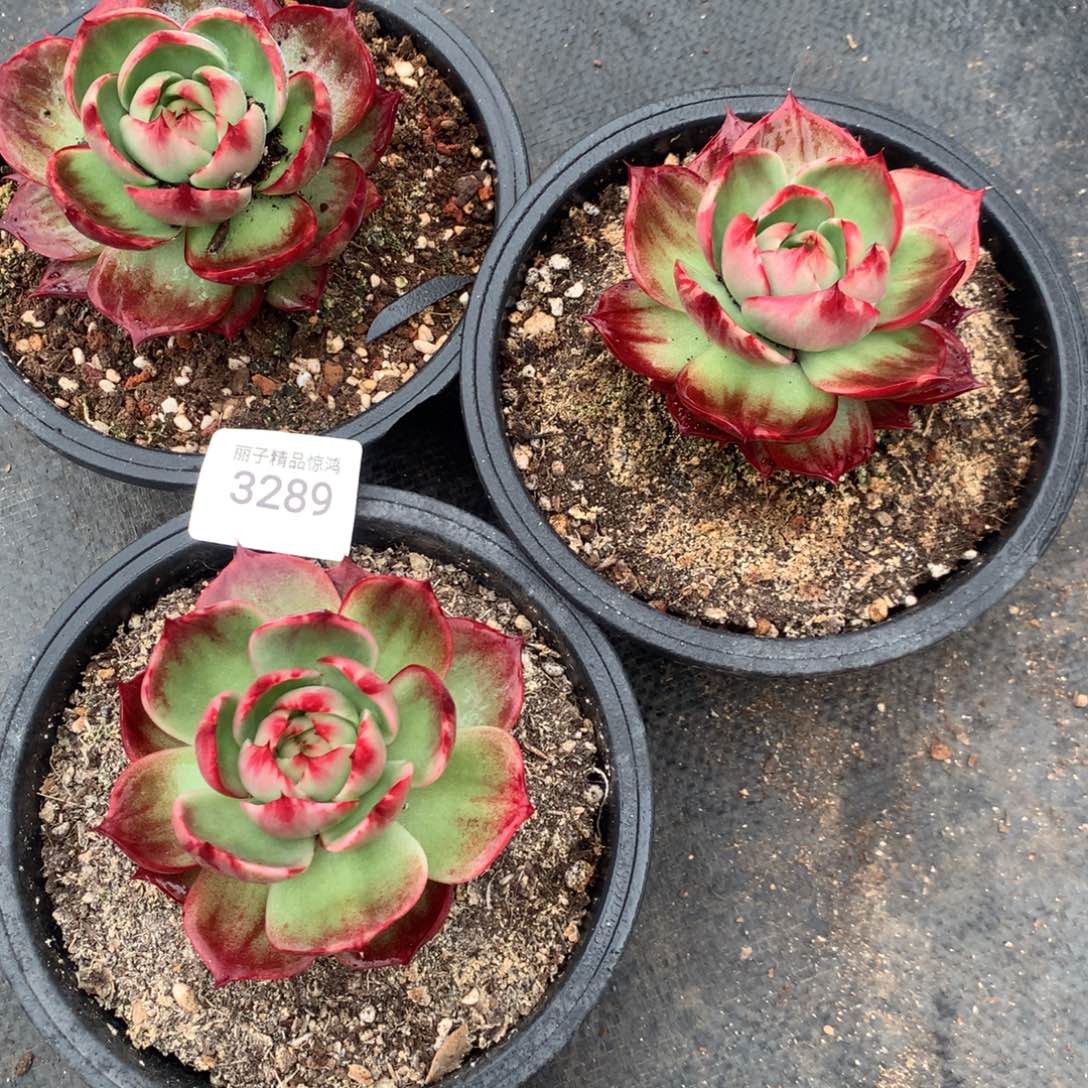 3289一物一拍3颗9厘米