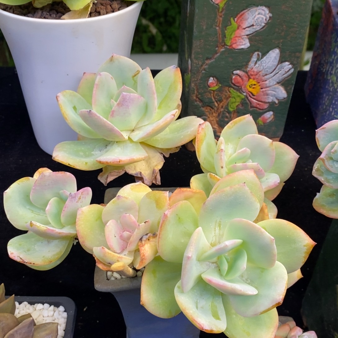 白凤多肉植物盆栽