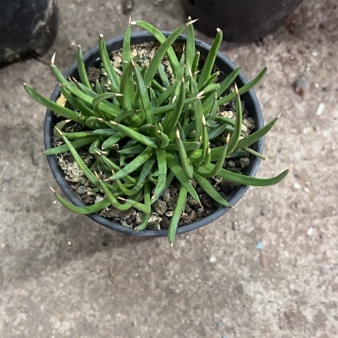 茗****无花朵棉花糖生长发育植物