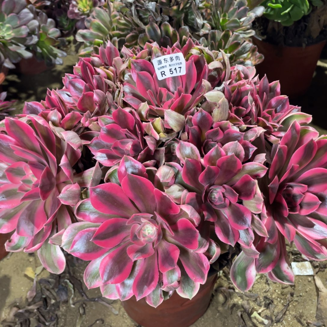 517女妖多肉法师断枝不包