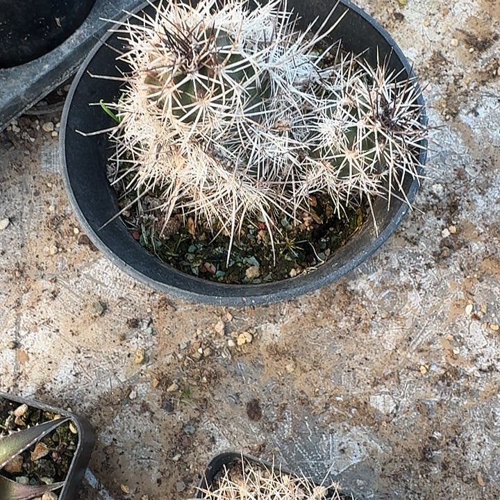 L***S达氏青花虾带盆发货