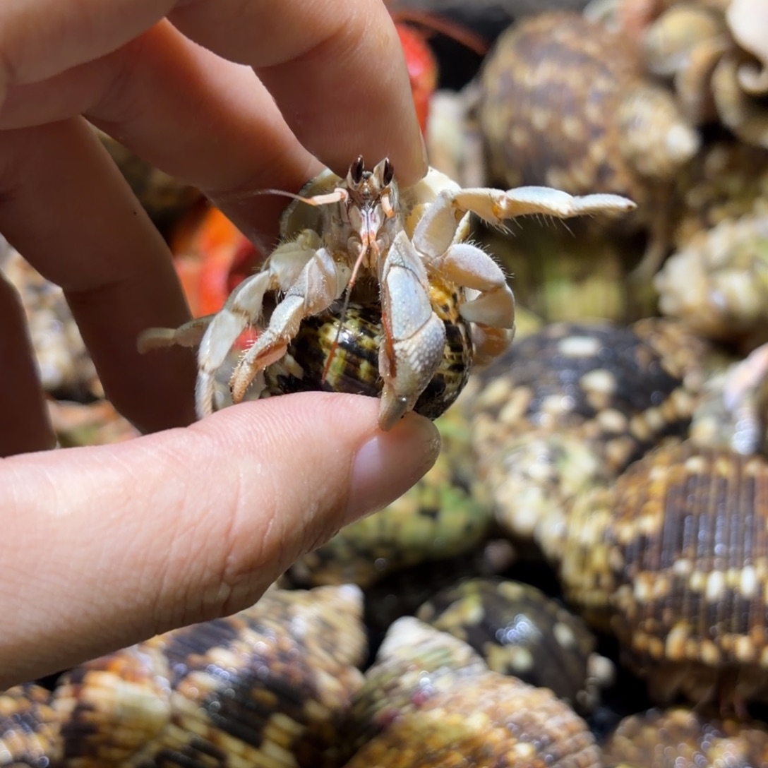 活体寄居蟹 不退不换 24