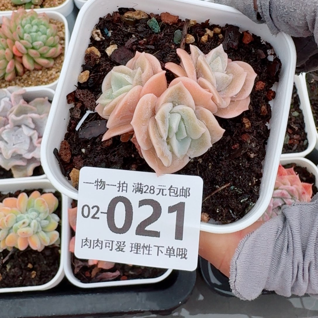 可爱玫瑰无盆土发货无盆土无