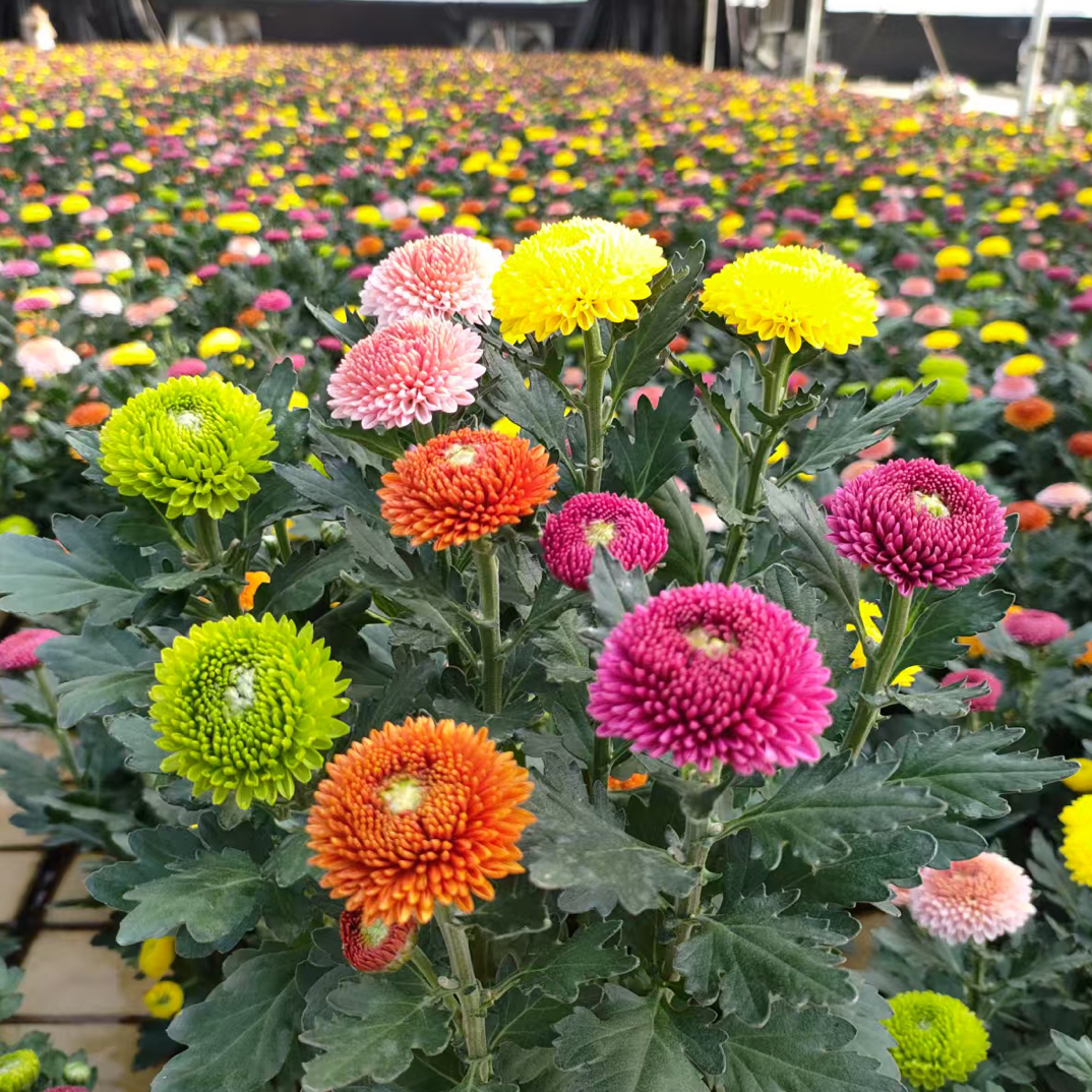 庭院基地直发彩色乒乓菊带花苞发货(收到货4-5个色)
