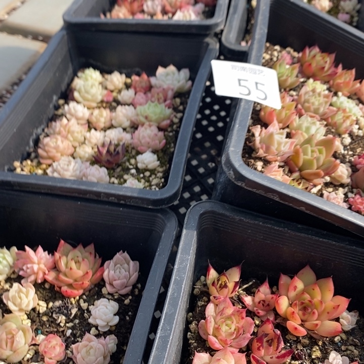 55 多肉植物盆栽植物