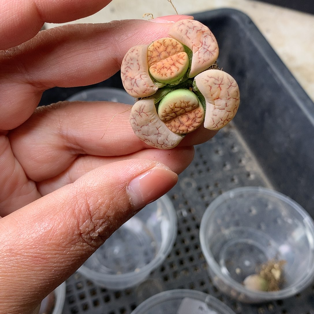 A202多肉植物保护研究所