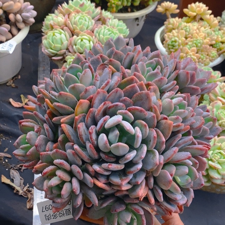 夏悦多肉 0224-97灰姑娘