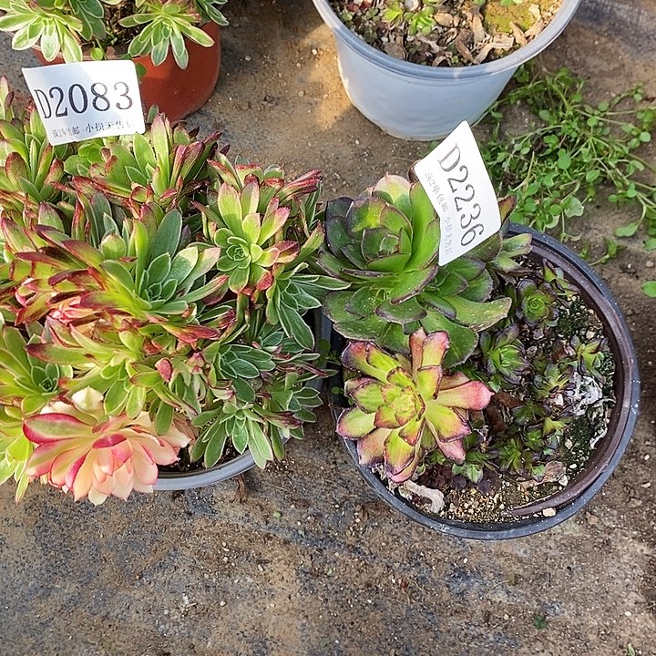 2083、2236海王海王七彩多肉母本2颗无售后
