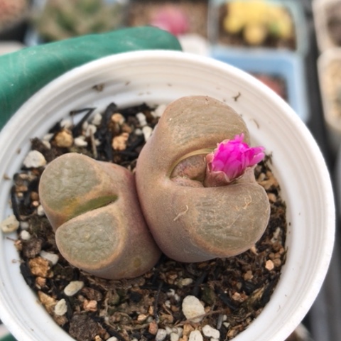 多肉肉锥 蛋糕风铃