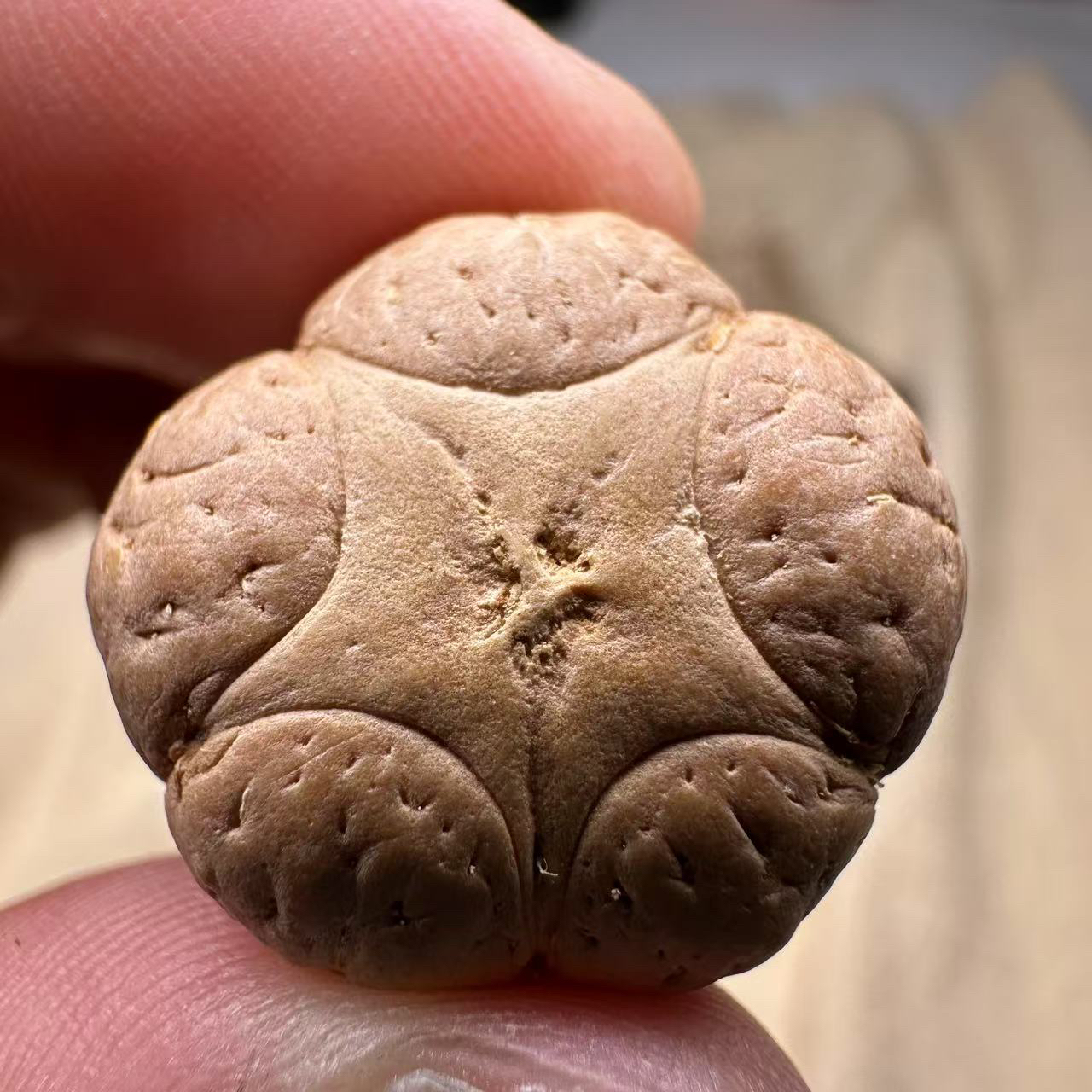 尼泊尔五星菩提，尺寸23，厚度14，sss系列