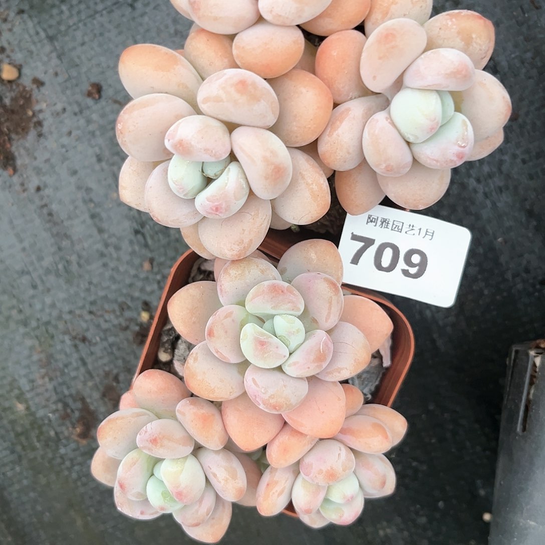 阿雅园艺。       709量拍