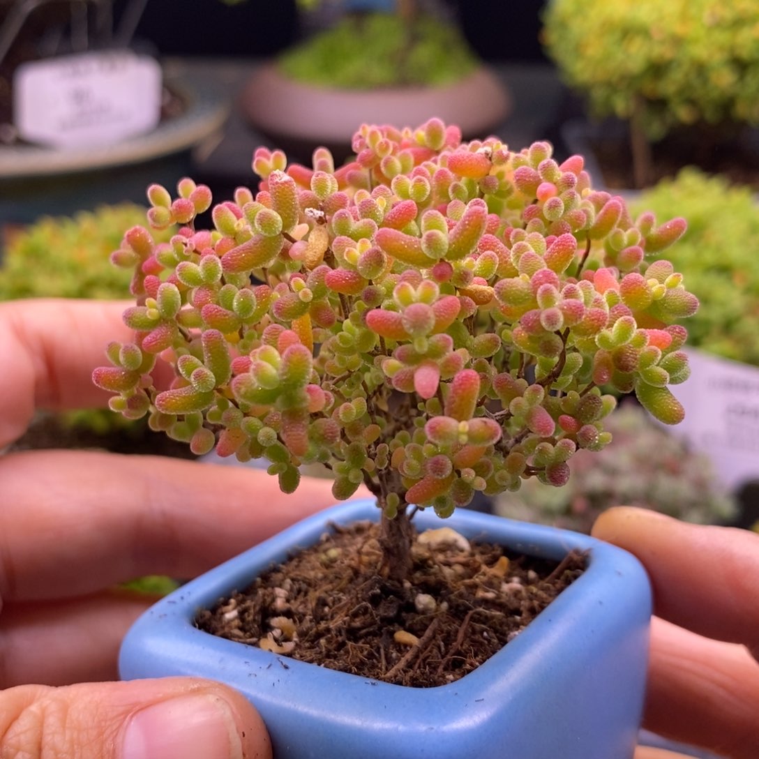 293蜜桔糖球带盆。  