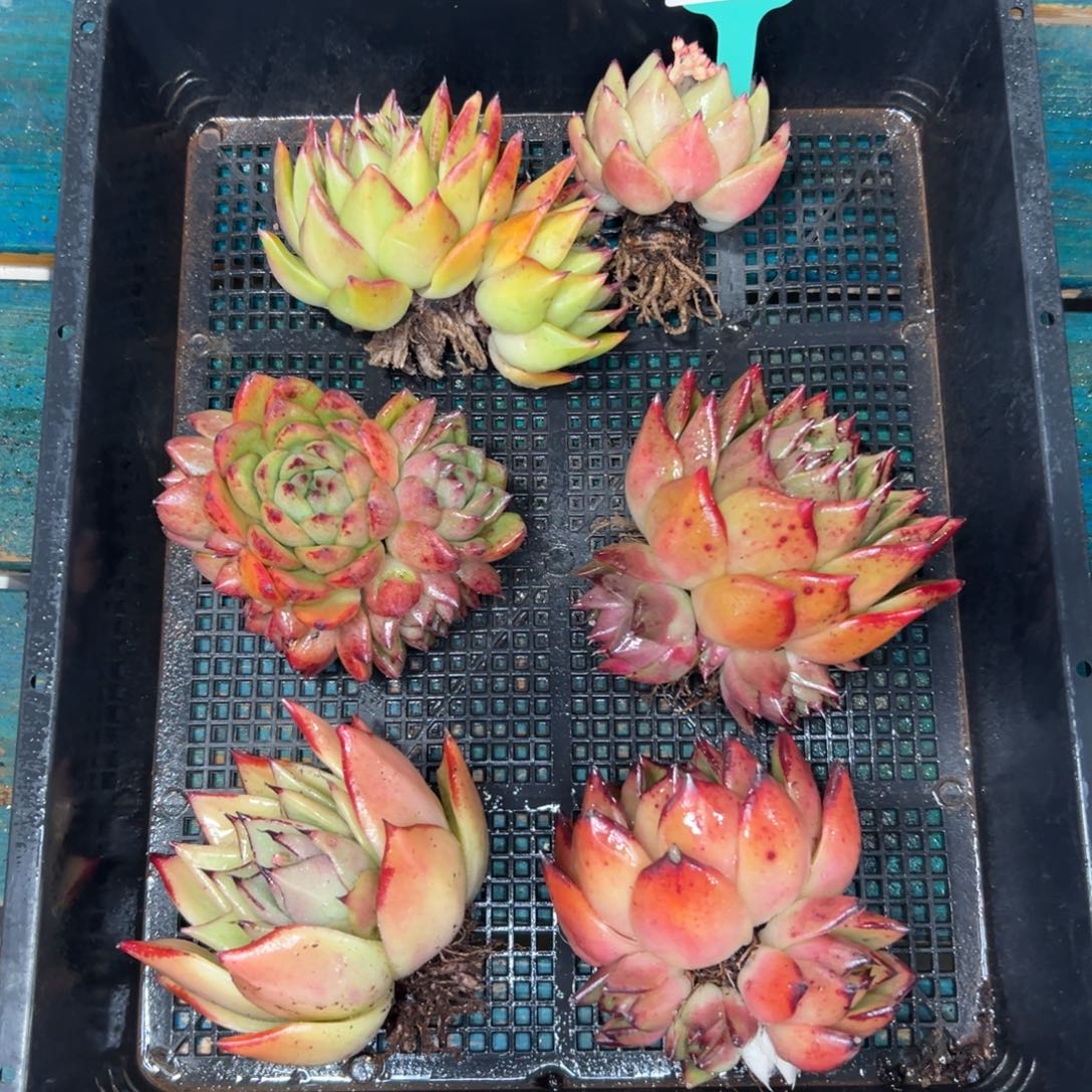 多肉一物一拍0112.199