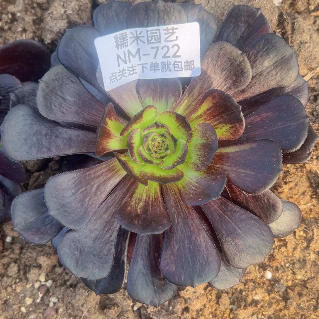 黑萝莉拉丝多肉植物722