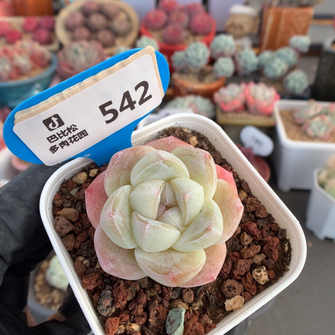 542 粉透冰玉多肉