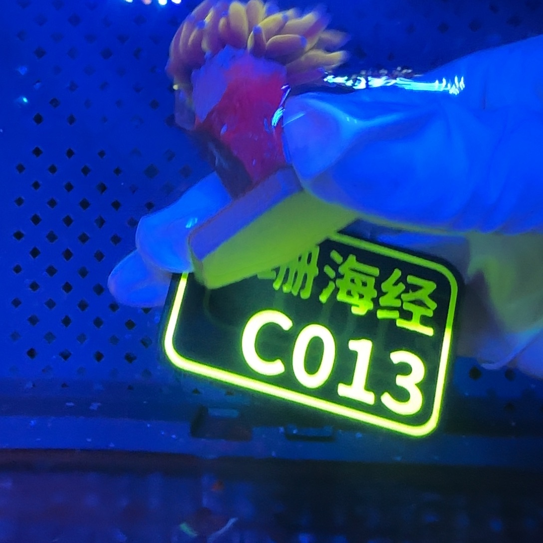 鋭***邱纽扣珊瑚晓晓不包邮露骨金澳金火柴C013