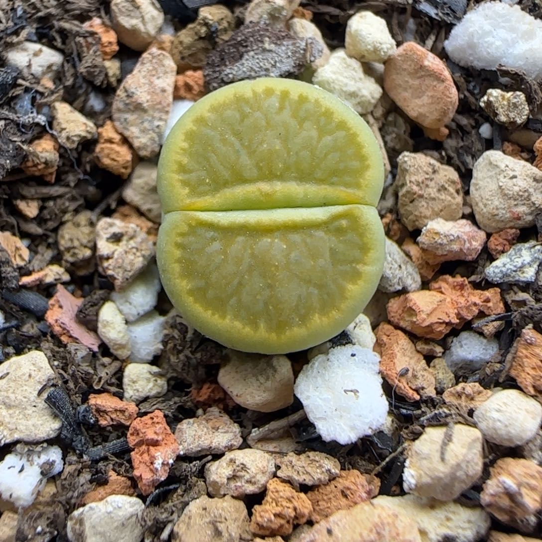 228 生石花大棚直播