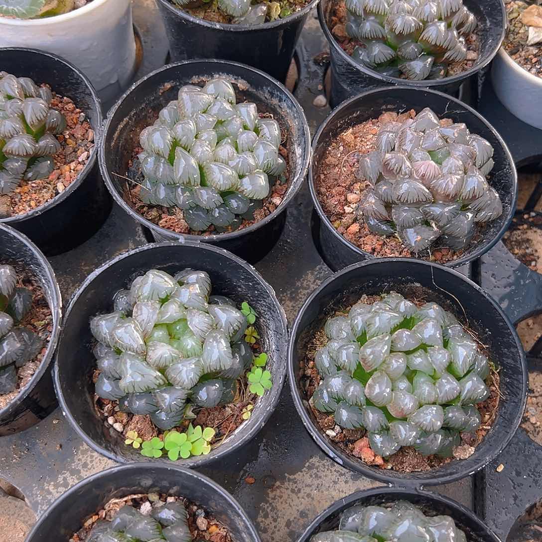 万象盆冰灯玉露多肉一颗