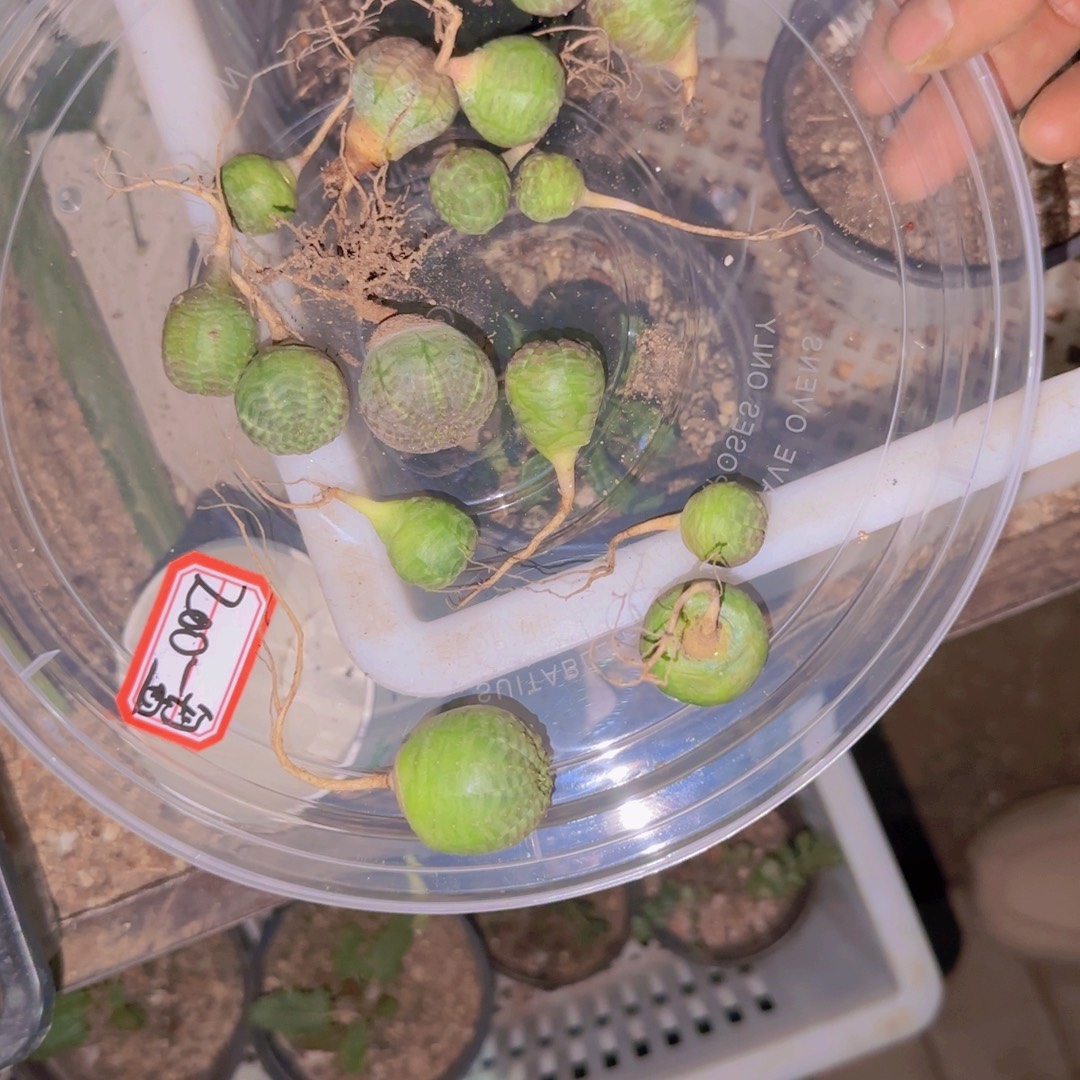 帝***释块根植物块根植物