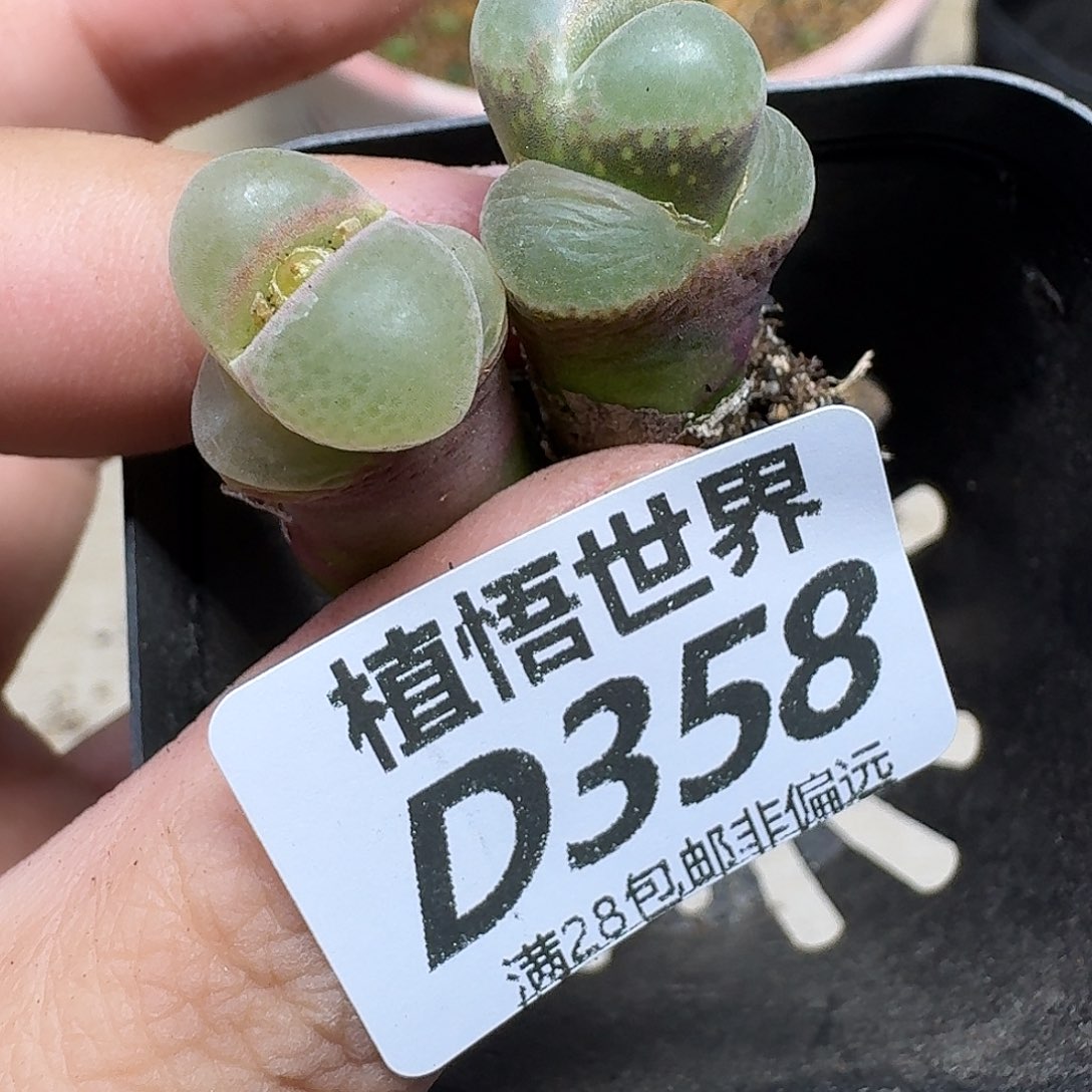 多肉植物的润泽gvb