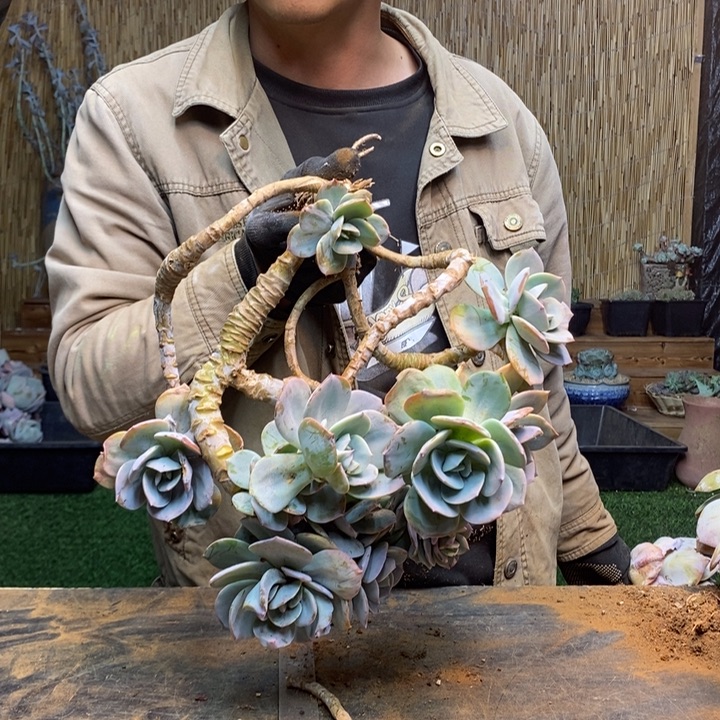 ****。220 号白凤多肉植物