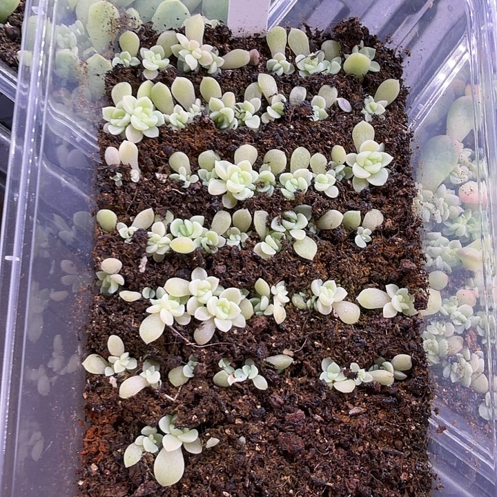 蜗牛姐妹打包一饭盒