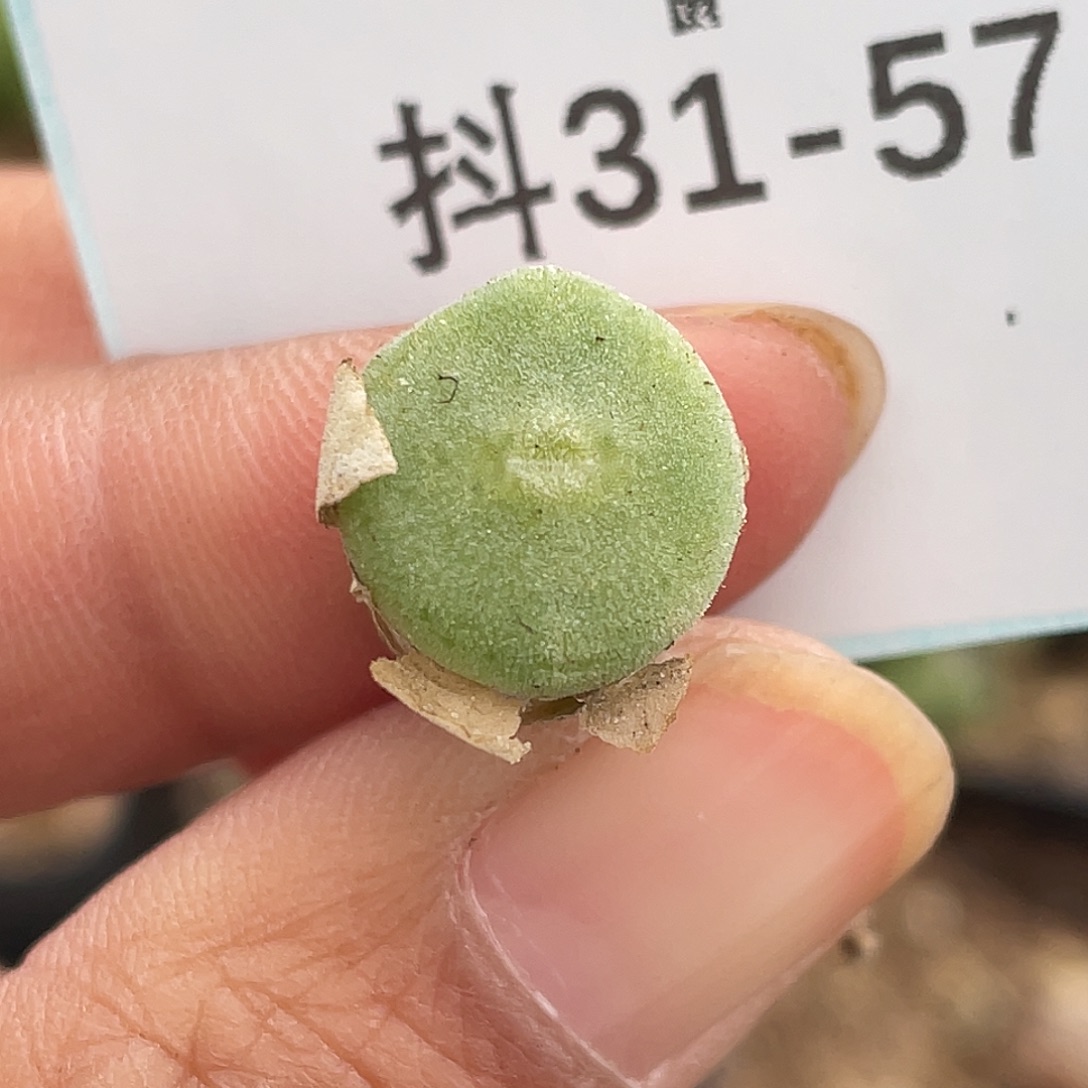 31-57毛钮扣多肉植物